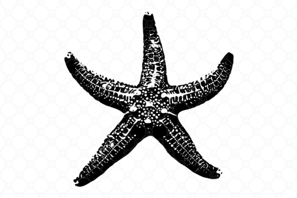 Starfish SVG, Starfish Silhouette, 016: A Designer's Review